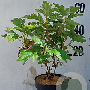 Hydrangea quercifolia 40-50 cm 10L