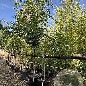 Juglans regia 12-14 cm cont. 110L