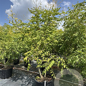 Koelreuteria paniculata 200-225 cm cont. 80L meerstammig