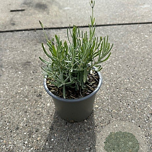 Lavandula ang. 'Hidcote' GM P13
