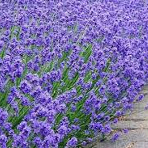 Lavandula ang. 'Munstead' GM P9