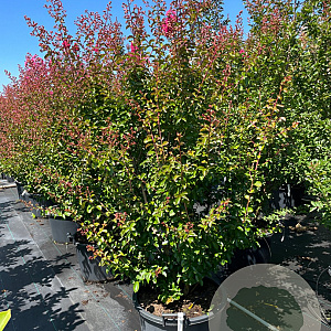 Lagerstroemia i. 'Rubra Magnifica' 140-160 cm cont. 80L meerstammig
