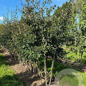 Parrotia persica 'Bella' 300-350 cm draadkluit meerstammig