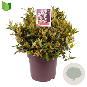 Leucothoe 'Zeblid' 40-50 cm 13L