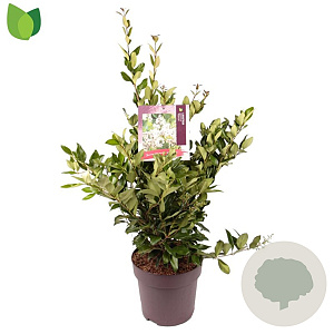 Ligustrum j. 'Texanum' 60-80 cm 10L