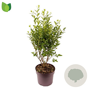 Ligustrum ovalifolium 50-60 cm 7,5L