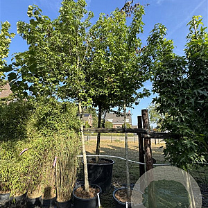 Liquidambar s. 'Jason' 16-18 cm cont. 80L