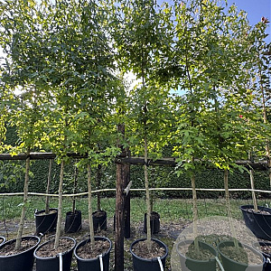 Liquidambar styraciflua 12-14 HO 50L