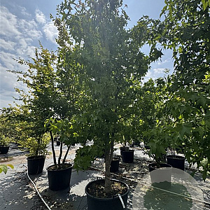 Liquidambar styraciflua 350-400 cm cont. 175L meerstammig