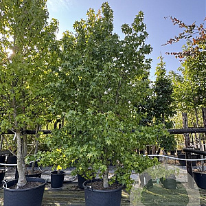 Liquidambar styraciflua 350-400 cm cont. 230L