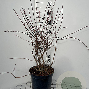 Lonicera caerulea 60-80 cm 7,5L