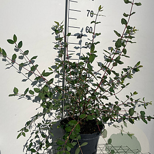Lonicera caerulea 60-80 cm 7,5L