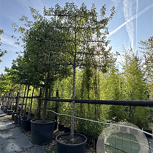 Malus 'Braendkjaer' 20-25 cm cont. 230L 200 cm stam leiboom