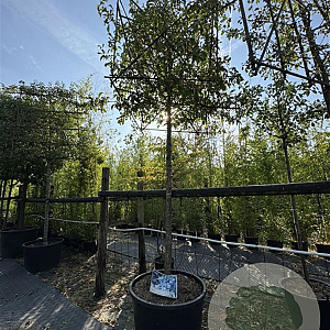 Malus 'Braendkjaer' 20-25 cm cont. 230L kubus