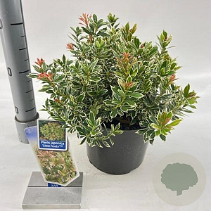 Pieris jap. 'Little Frosty' 20-25 cm 3,0L