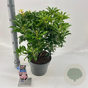 Pieris jap. Pink Passion 30-40 cm 5,0L