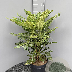 Mahonia media 'Winter Sun' 60 cm 10L