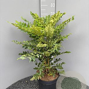 Mahonia media 'Winter Sun' 60 cm 10L