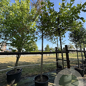Malus 'Rudolph' 12-14 cm cont. 110L
