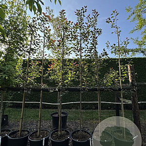 Malus 'Rudolph' 6-8 HO 50L