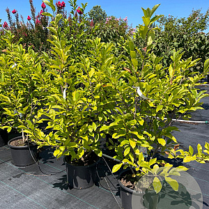 Magnolia soulangeana 100-125 cm 20L