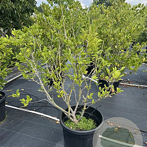 Magnolia soulangeana 100-125 cm 50L