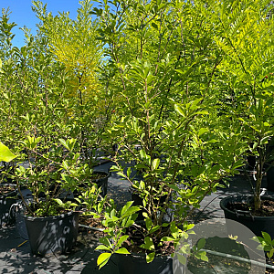 Magnolia soulangeana 175-200 cm cont. 80L meerstammig