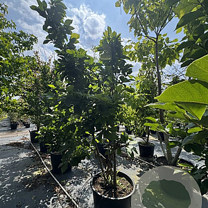 Magnolia soul. 'Superba' 200-225 cm cont. 110L
