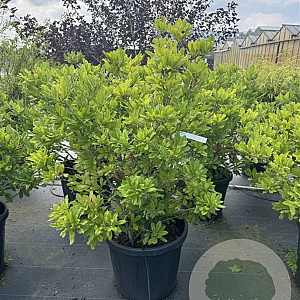 Magnolia stellata 100-120 cm cont. 70L