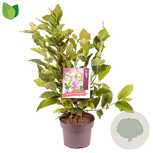 Magnolia 'Susan' 40-50 cm 5,0L