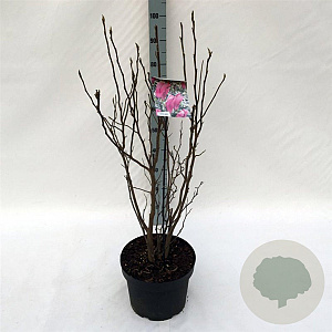 Magnolia 'Susan' 80-100 cm 10L