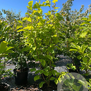 Magnolia 'Yellow River' 175-200 cm cont. 150L meerstammig