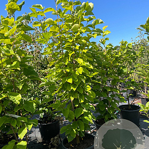 Magnolia 'Yellow River' 200-225 cm 50L meerstammig