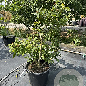Mespilus germanica 100-125 cm 50L meerstammig