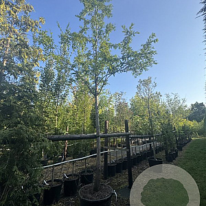Metasequoia glyptostroboides 25-30 HO cont. 110L