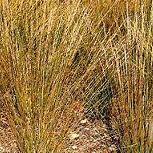 Molinia caerulea 'Moorhexe' GM P9