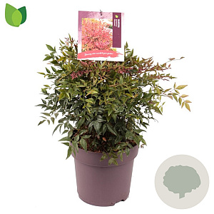 Nandina d. Obsessed 40-45 cm 10L