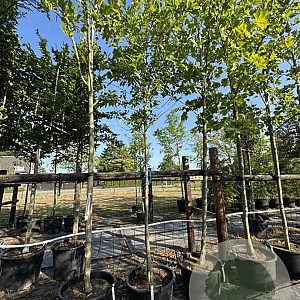Nyssa sylvatica 12-14 HO cont. 80L leiboom