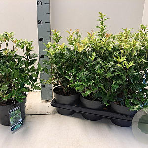 Osmanthus heter. 'Goshiki' 20-30 cm 2,0L
