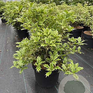 Osmanthus heter. 'Goshiki' 30-40 cm 10L