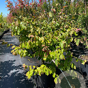 Parrotia persica 100-125 cm 30L