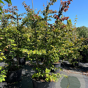 Parrotia persica 175-200 cm cont. 80L meerstammig