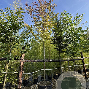 Parrotia persica 20-25 cm cont. 130L