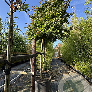 Parrotia persica 25-30 cm container 200 cm stam leiboom