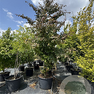 Parrotia persica 350-400 cm cont. 175L 
