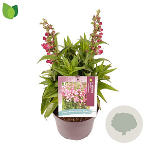 Penstemon h. 'Polaris Magenta' GM 2,0L