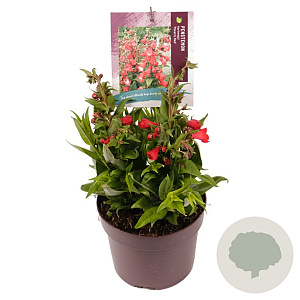 Penstemon Polaris Red GM 2,0L
