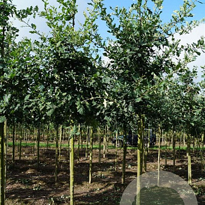Quercus robur 14-16 HO draadkluit