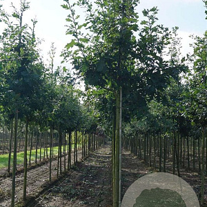 Quercus robur 14-16 HO draadkluit