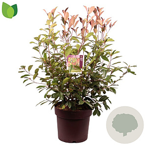 Photinia fraseri 'Red Robin' 100-125 cm 20L